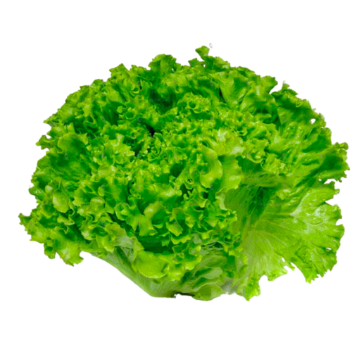 Lechuga Batavia - Unidad