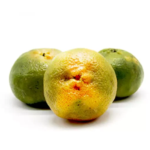 Mandarina Arrayana - Libra